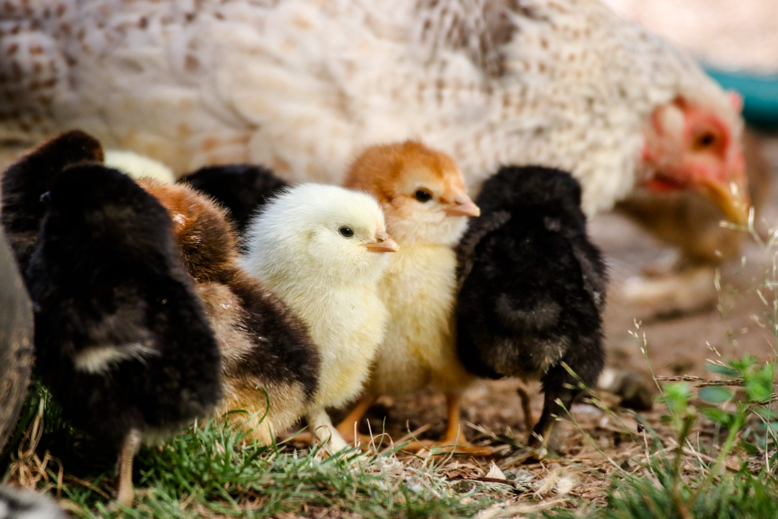 You are currently viewing Asociacija: Vietiniams kiaušinių gamintojams reikia papildomos valstybės paramos ir prekybininkų lankstumo
