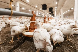 Read more about the article Kodėl daromės atsparesni antibiotikams ir kokios įtakos tam turi mėsa be antibiotikų?