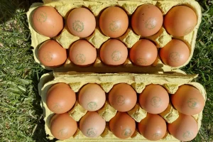 Read more about the article Mitas ar tiesa: ekologiški kiaušiniai – pranašesni už įprastus