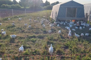 Read more about the article Ekologiška vištiena: naudinga, bet brangu? Kodėl? 