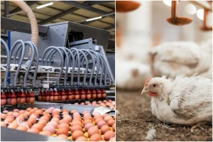 Read more about the article Siekiate įsigyti aukščiausios kokybės vištienos ir kiaušinių –atkreipkite dėmesį į tai, kokiomis sąlygomis laikomi paukščiai