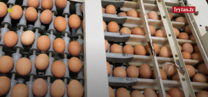 Read more about the article Kokius kiaušinius galima žymėti ženklu „Nacionalinė kokybė Lietuva“?