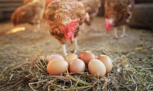 Read more about the article NKP kiaušiniai: už ką moka vartotojas ir ką gauna mainais 