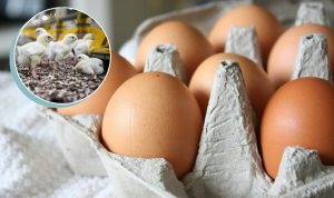 Read more about the article Nuo pirmos viščiuko dienos iki parduotuvės lentynos: kaip iš tiesų gimsta kokybiški kiaušiniai 