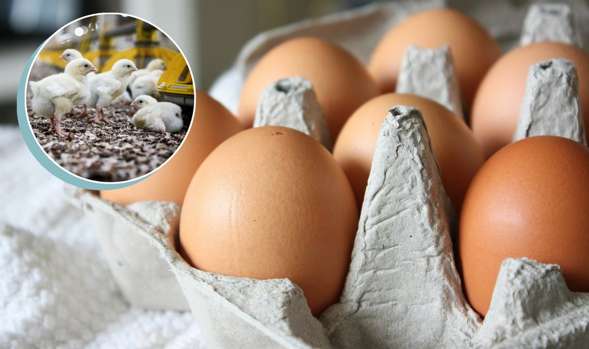 You are currently viewing Nuo pirmos viščiuko dienos iki parduotuvės lentynos: kaip iš tiesų gimsta kokybiški kiaušiniai 
