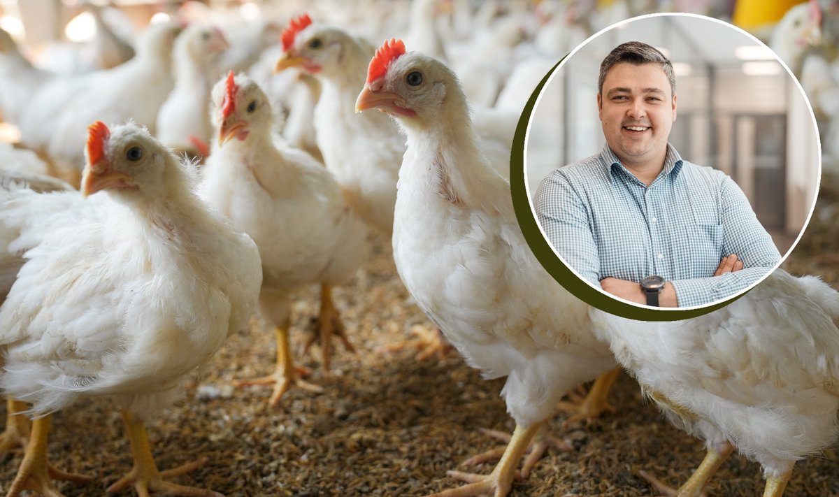 You are currently viewing Veterinarijos gydytojas apie tai, kaip Lietuvos ūkiuose auginama kokybiška vištiena 