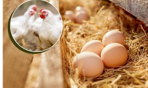 Read more about the article Kuo iš tiesų skiriasi NKP ženklu pažymėta vištiena ir kiaušiniai? 