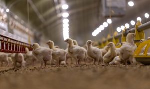 Read more about the article Kas lemia be antibiotikų užaugintos paukštienos kokybę ir saugą?  