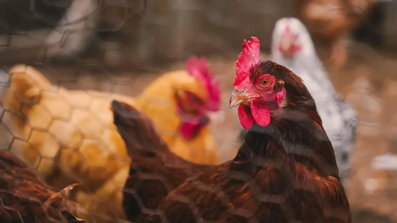 You are currently viewing Netikėtas paradoksas: ekologiški kiaušiniai klimatui žalingesni nei iš narvuose laikomų vištų