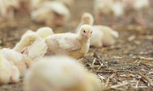 Read more about the article Ar tikrai įmanoma užauginti tūkstančius paukščių be antibiotikų? Veterinarijos gydytojas paaiškina, kaip tai daroma  