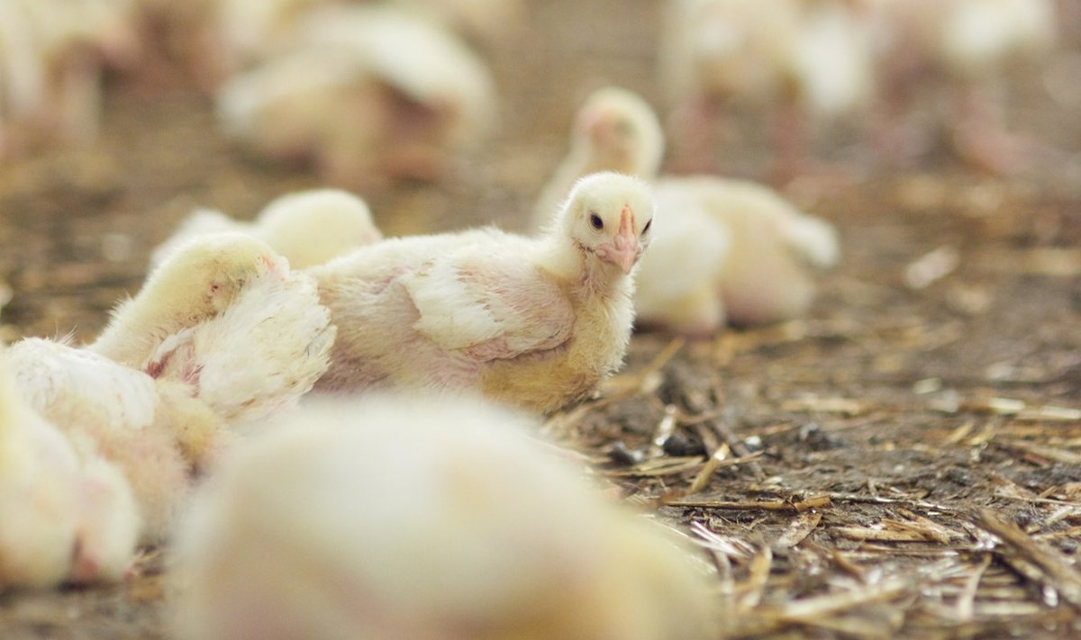 You are currently viewing Ar tikrai įmanoma užauginti tūkstančius paukščių be antibiotikų? Veterinarijos gydytojas paaiškina, kaip tai daroma  